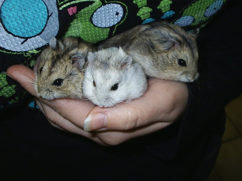 Hamsters in pairs or groups? Hamster Central